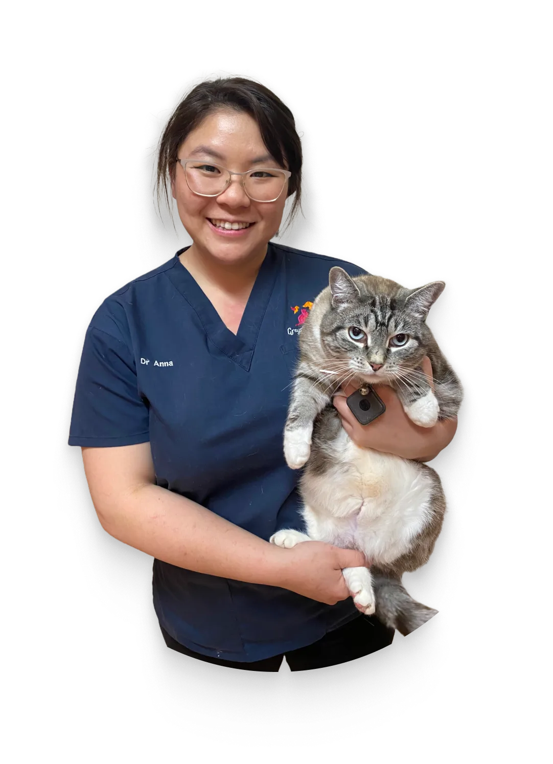 Greystanes Veterinary Clinic Servicing Western Sydney